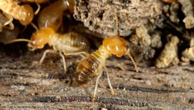 What to know about termite swarms: GoPest