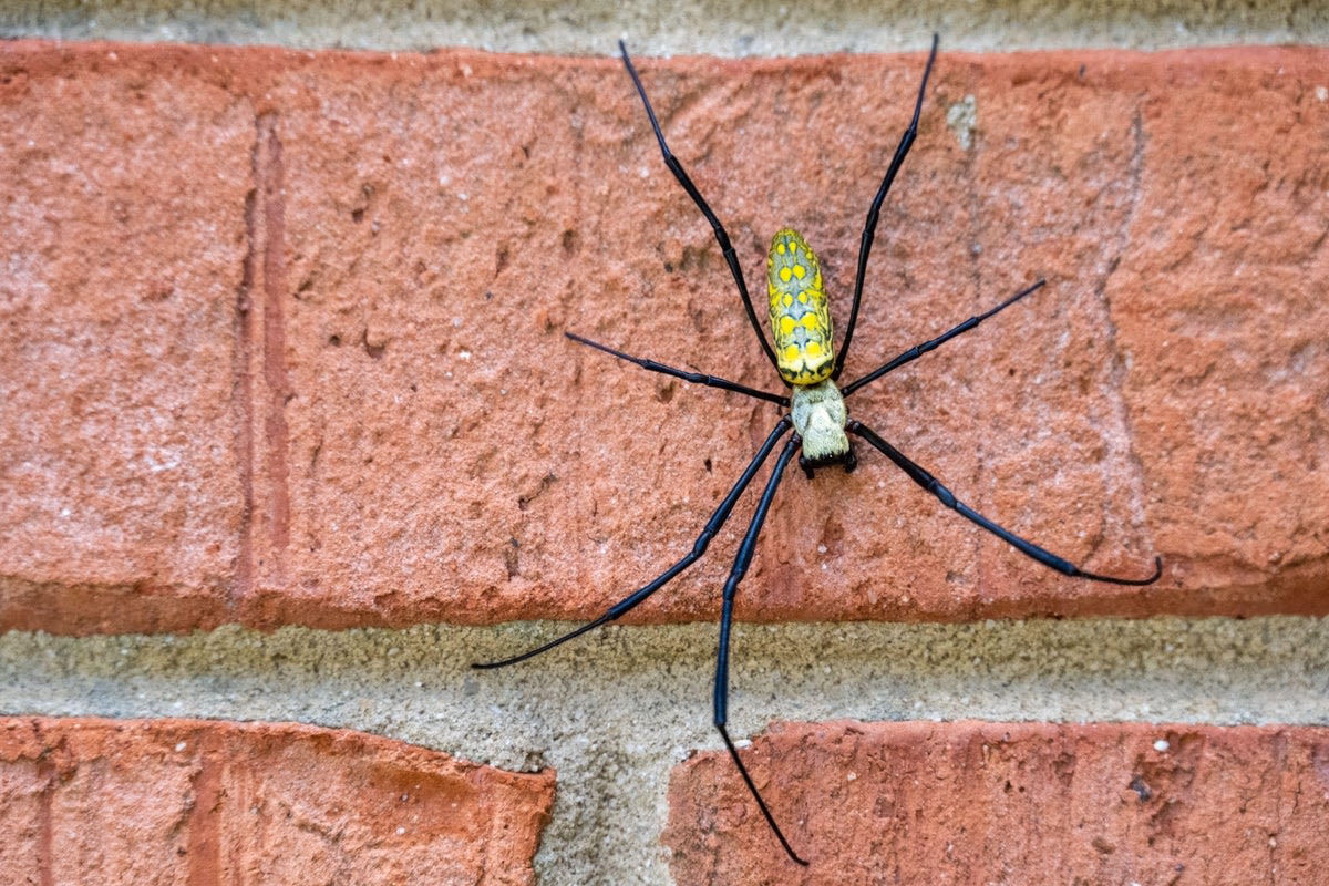 No Need to Panic about the Joro Spiders