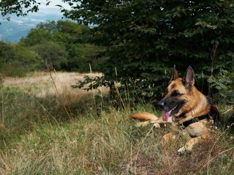 Dog With Zip Ties Around Mouth & Neck Found in California