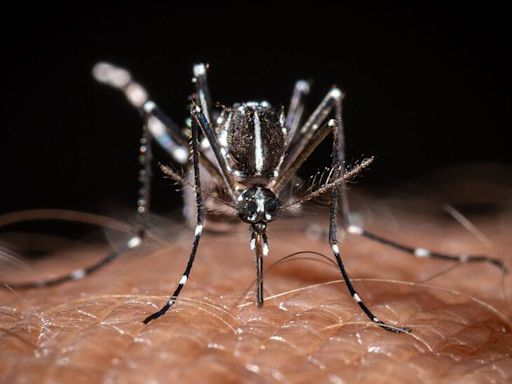 Human Case of Rare Mosquito-Borne Illness Reported in New York State