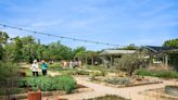 See The Best Of Texas’ Bluebonnets At Lady Bird Johnson’s Wildflower Center