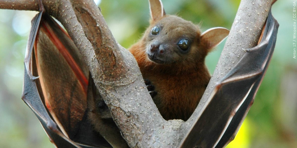 Bat found at Colorado Springs elementary school tests positive for rabies