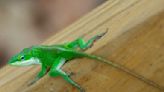 It’s not easy being a green anole