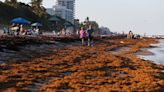 Cantidad récord de algas se apodera de las playas del sur de Florida