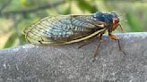Cicadas pee from trees. And they urinate a lot, new study finds