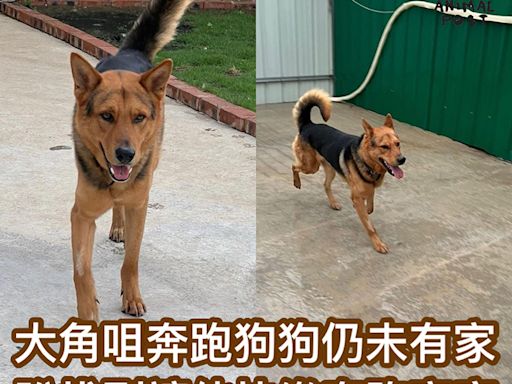 大角咀奔跑狗狗仍未有家 盼找到讓他快樂奔跑的家庭 - 香港動物報 Hong Kong Animal Post