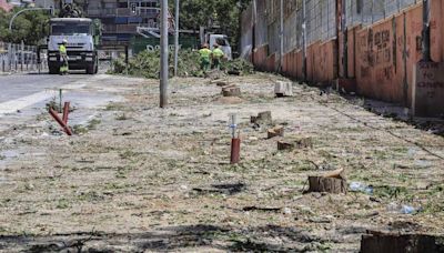 Los vecinos anuncian concentraciones contra la tala de 72 melias en la plaza de San Blas