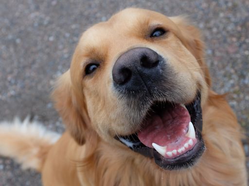 Golden Retriever Known as USA Gymnastics’ ‘Goodest Boy’ Is Capturing Hearts Everywhere