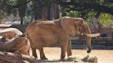 Charley the elephant to retire from National Zoological Garden in Pretoria