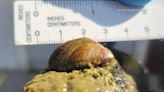 Cruise paused in Manitoba lake due to zebra mussels