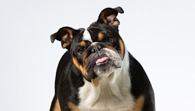 Dad Threatens to Send Argumentative English Bulldog to School to Learn Manners