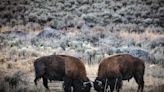 Consejos para ver bisontes en Yellowstone (y salir ileso)