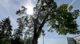 Goodbye, old friend: Beloved oak tree in Tumwater set to be cut down, city says