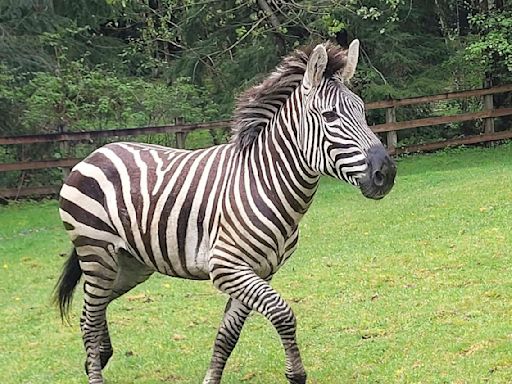 Zebra remains on the loose in Washington state as officials close trailheads to keep people away