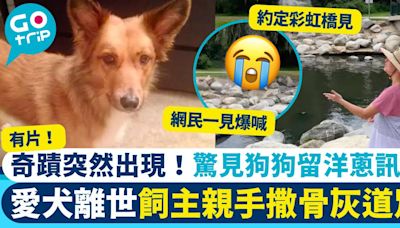 主人重回狗狗生前最愛公園撒骨灰 淚崩道別後見牠留下回應 網民：從沒離開