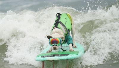 World Dog Surfing Championships draws thousands to Bay Area beach