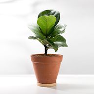 This trendy plant has large, violin-shaped leaves that can grow up to 3 feet long. It requires bright, indirect light and consistent watering, but can be a bit finicky to care for.