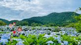 繡球花祭已到尾聲 把握時間山賞花吧 | 蕃新聞