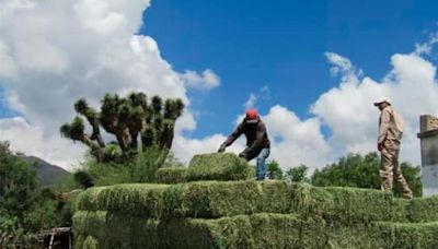 ¿Cómo puede la alfalfa aliviar la artritis?