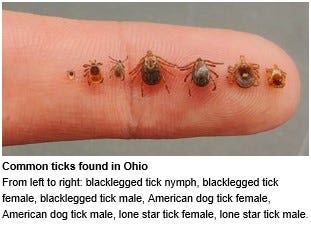 Ticks and Lyme disease emerge for 2024 season: How to protect yourself from bites