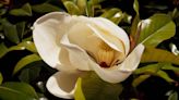 When are magnolias at peak bloom in Louisiana?