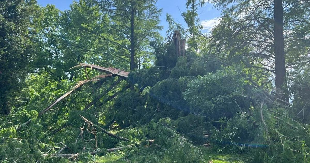 Cylburn Arboretum's historic 60-year-old dawn redwood tree demolished by lightning strike