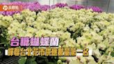 品觀點｜台糖蝴蝶蘭蟬聯台北花市供應數量第一名 深受市場喜愛 - 寶島