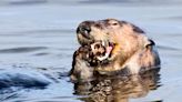 Otters use tools to protect teeth when prey is extra crunchy