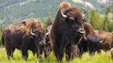 “I don't think that’s wise” – herd of bison charges clueless tourists in Yellowstone