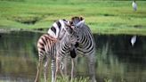 There she is, the one in the stripes: Lion Country Safari welcomes second baby zebra of 2022