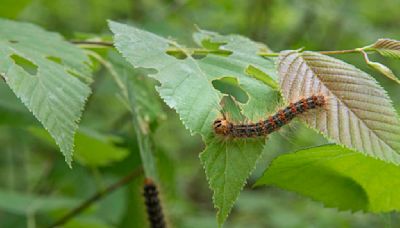 ‘Like fall’ in June: Spongy moth caterpillars outbreaks ravage trees in Hudson Valley