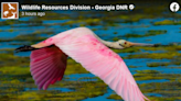 Pink bird has Georgians calling about an out-of-place flamingo. But it’s something else