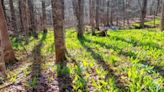 A Solitary Walker: Rich woods, handsome plants and forest succession