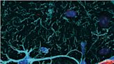 Central nervous system-associated macrophages could modulate post-stroke immune responses