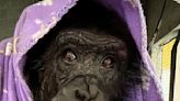 Inside Tonka’s life after 'Chimp Crazy': Vegan meals, painting and lots of sex