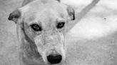 ¡Exige justicia! Imprudencia provocó muerte de dos perros; voluntaria que fue atropellada con mascotas pide castigo al responsable