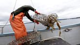 New federal program targets abandoned crab, lobster traps