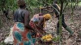 Why Cocoa Farmers Are GPS Mapping Where Their Beans Are Grown