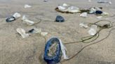 What are those blobs washing up on San Diego County beaches?