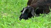 「羊羊」得意！ 美國緬因州黑綿羊率91頭羊脫逃