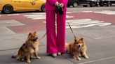 Dog Poop Problem Stinking Up New York’s Upper East Side