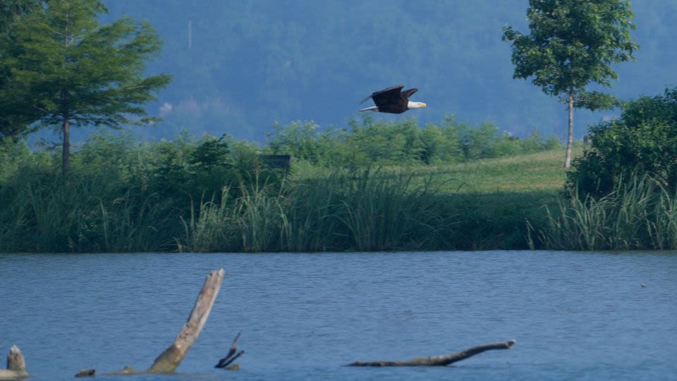 After the storm, bald eagles ‘Nick’ and ‘Nora’ left desperately searching for their eaglets