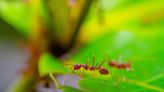 Invasive stinging red fire ants love the cool Texas weather. Watch your step