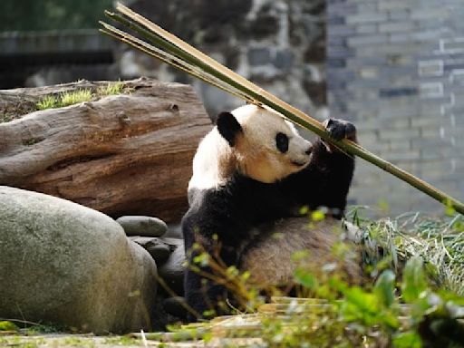 Giant panda family adjusting well to life in Sichuan