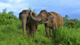 Elephants have lost 64% of their suitable habitat in Asia, study finds