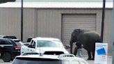 All eyes on elephant that escaped circus, wandered through Butte traffic