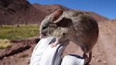Asombro de científicos tras descubrir ratones en volcanes congelados