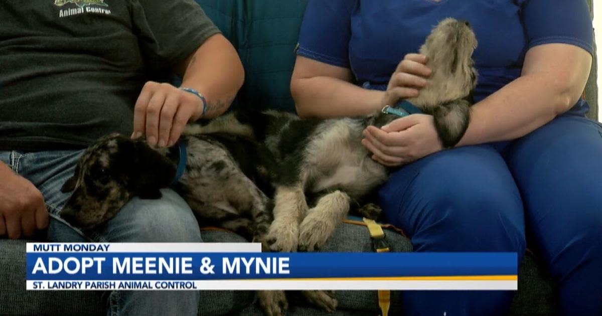 Mutt Monday: Adopt Meenie and Mynie, St. Landry Parish Animal Control's Pets of the Week