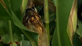 How flooding may or may not impact central Ohio farmers