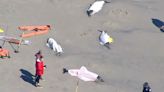 8 Dolphins Die After Becoming Stranded on Jersey Shore: 'We Share in the Public's Sorrow'